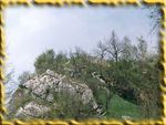 Biay Koci